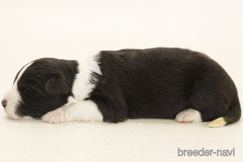 成約済の神奈川県のボーダーコリー-376501の5枚目